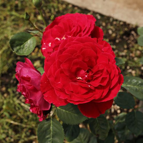 Rosa Look Good Feel Better™ - rood - floribunda roos